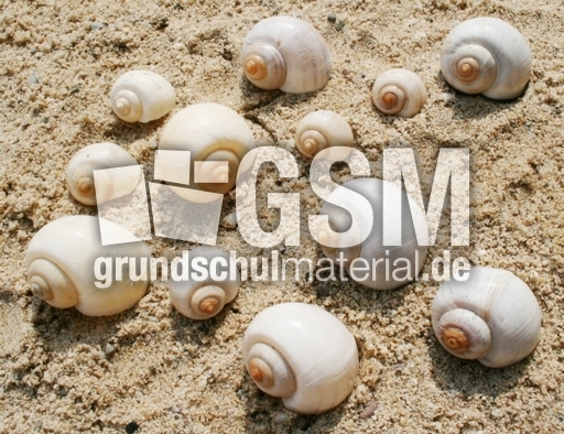 Schneckenhäuser-12B.jpg